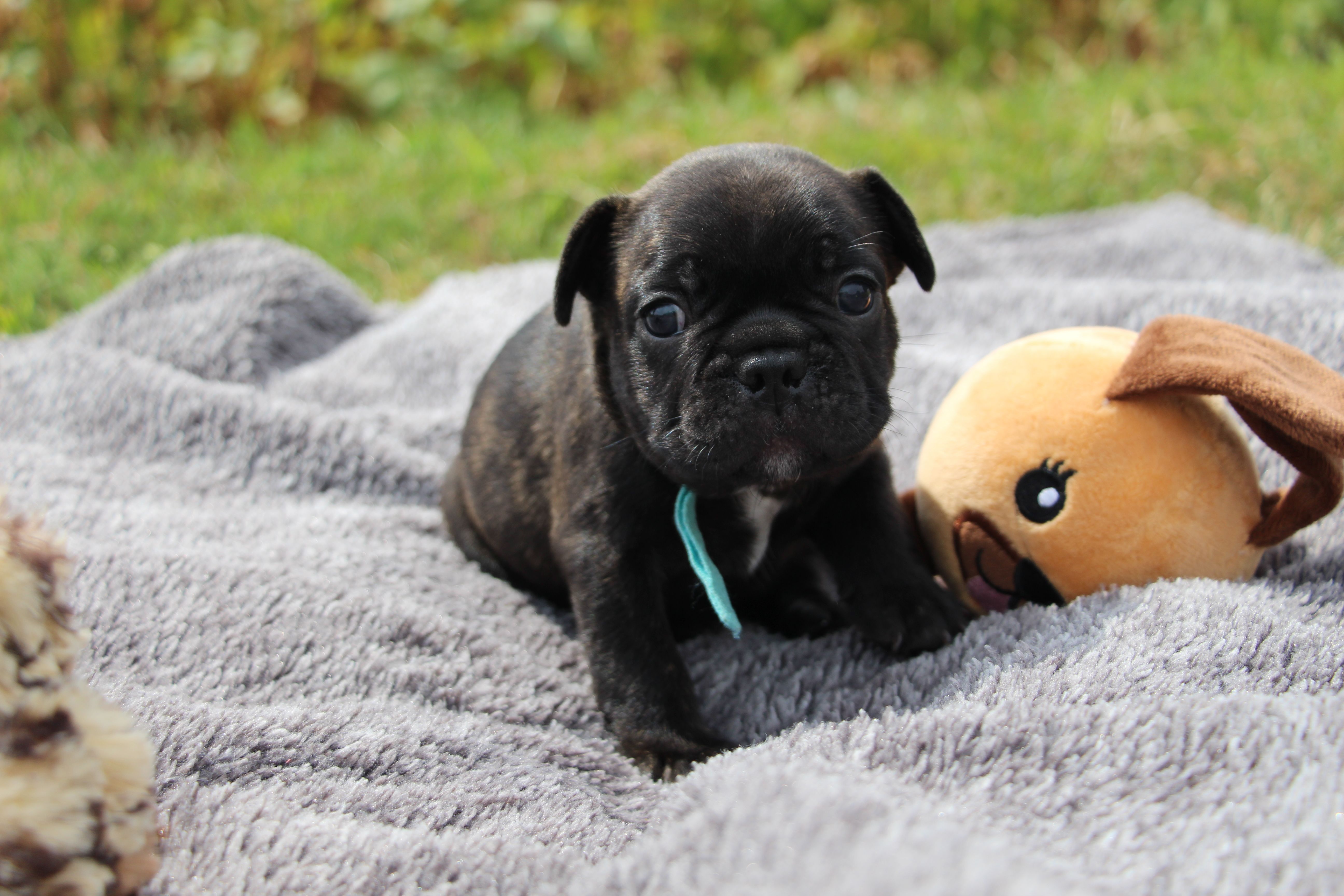 <svg class='blue'></svg> <b>Marrel</b> <svg class='blue'></svg>